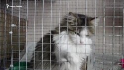 Как живет приют для животных в Ставрополе Как живет приют для животных в Ставрополе