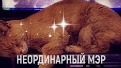 Любимый мэр Стаббс Любимый мэр Стаббс