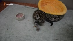 Ягуара из ялтинского зоопарка назвали в честь Филиппа Киркорова (видео) Ягуара из ялтинского зоопарка назвали в честь Филиппа Киркорова (видео)