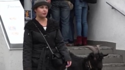 К посольству Чехии привели козла как протест против слов Земана по Крыму (видео) К посольству Чехии привели козла как протест против слов Земана по Крыму (видео)