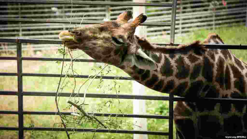 Жираф – самое высокое животное на планете