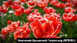 Міжнародний жіночий день 8 березня є вихідним в Україні