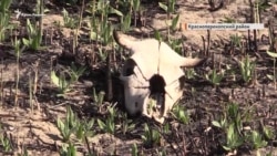 «Мертвая вода» Красноперекопска (видео) «Мертвая вода» Красноперекопска (видео)