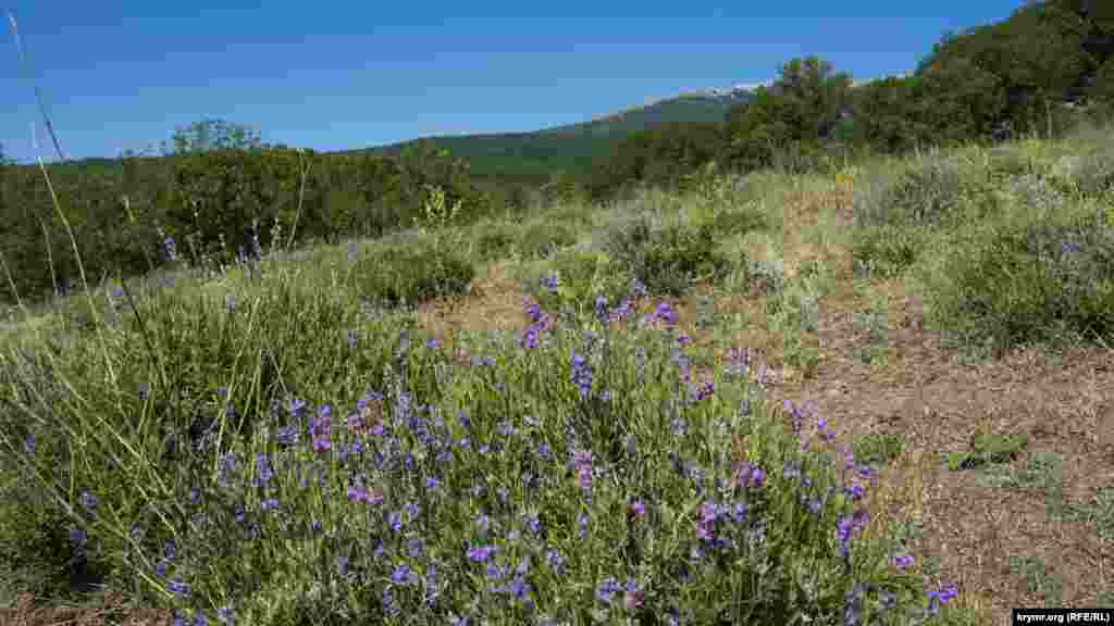 На нем – остатки былой цветочной роскоши. По мнению жителей поселка, к заброшенному полю давно утрачен интерес и чиновников, и туристов