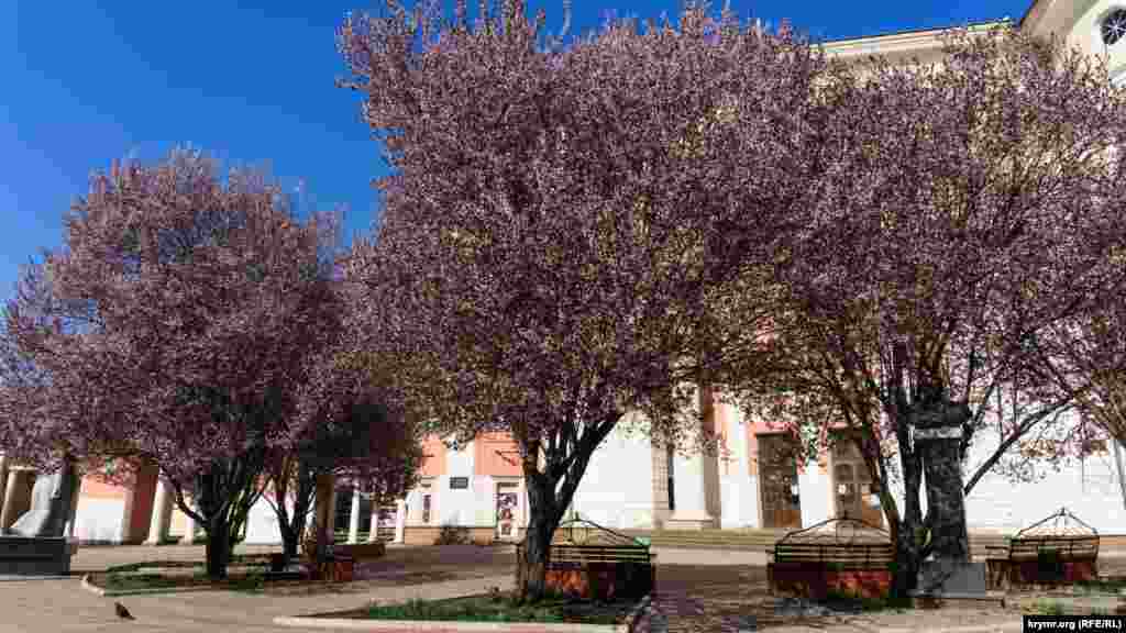 Возле памятника правозащитнику, генералу Петру Григоренко на площади Советской в цветущем убранстве сливы «писсарди»