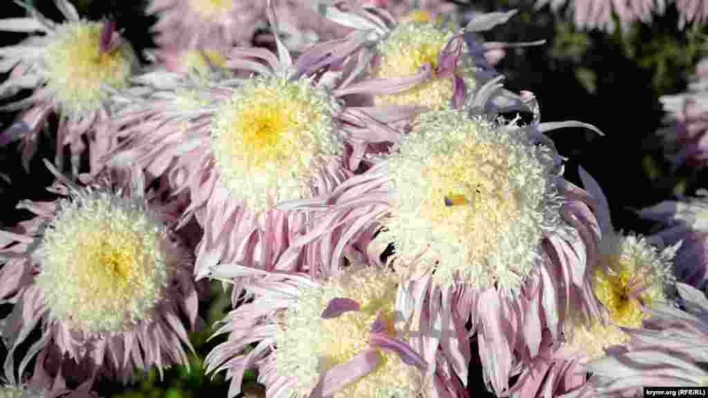 Сорта для финального соревнования отбирали в течение всего бала хризантем – в саду и на его официальном сайте, где можно было проголосовать за понравившийся цветок