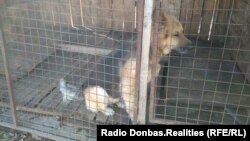 Овчарка в приюте