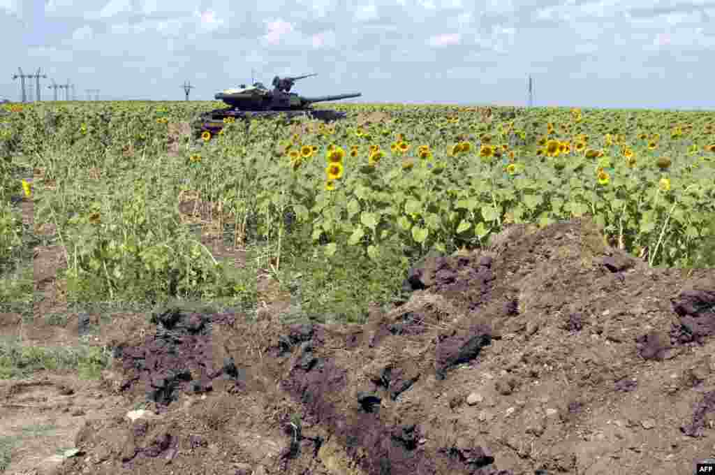 Український танк у соняшниковому полі, неподалік села Мар'їнка, Донецька область, 5 серпня 2014 року