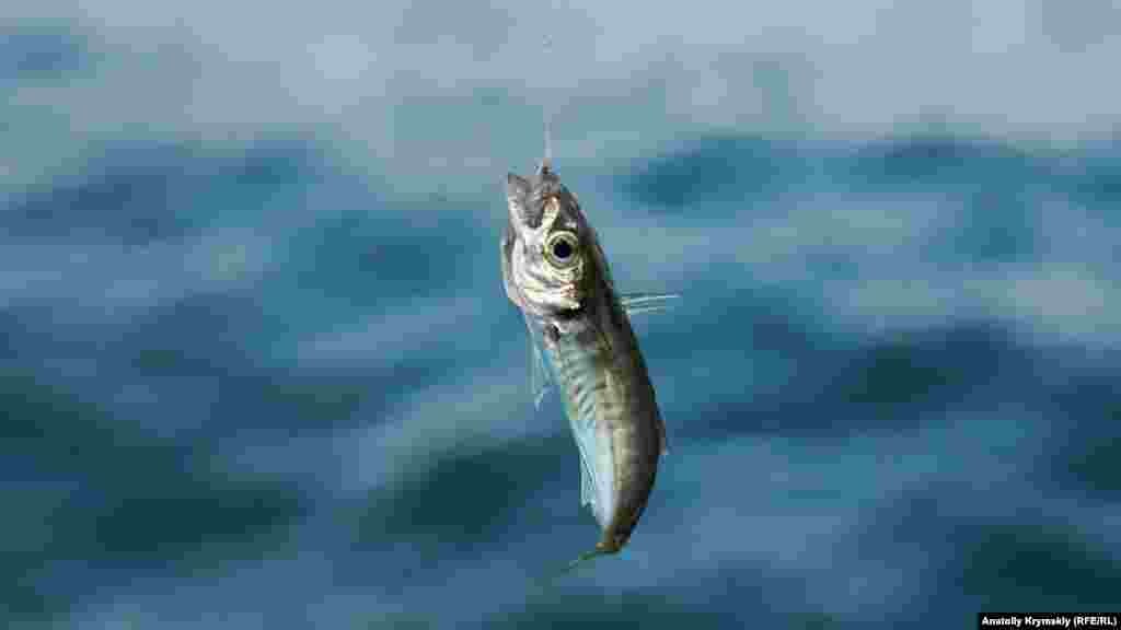 На пирсе рыбачили местные – хорошо клевала ставридка