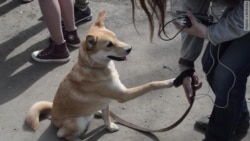 "Простите нас! Мы не успели..." "Простите нас! Мы не успели..."