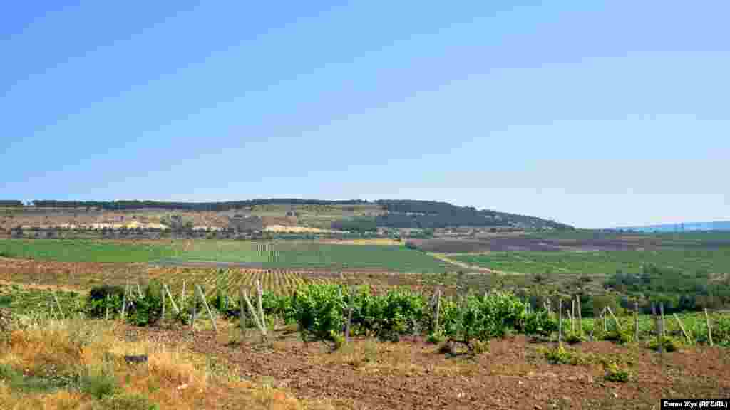 Ушаковку окружают виноградники агрофирмы «Золотая Балка»