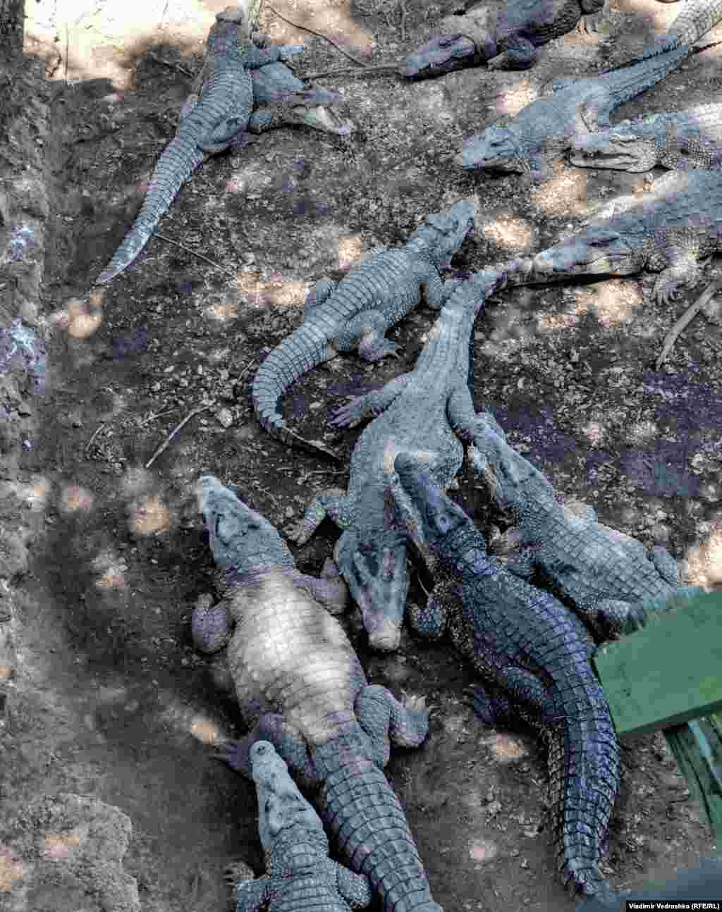 Рядом, за прочной оградой, собираются туристы. Работники фермы показывают им аттракцион "захлопывание челюстей": на палке с веревкой крокодилам предлагается кусок мяса за счет заведения 