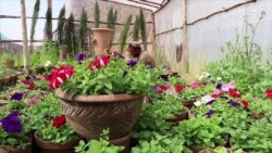 پسرلي کې په کوټه کې د ونو اوګلانو د پلور بازار تود شوی پسرلي کې په کوټه کې د ونو اوګلانو د پلور بازار تود شوی