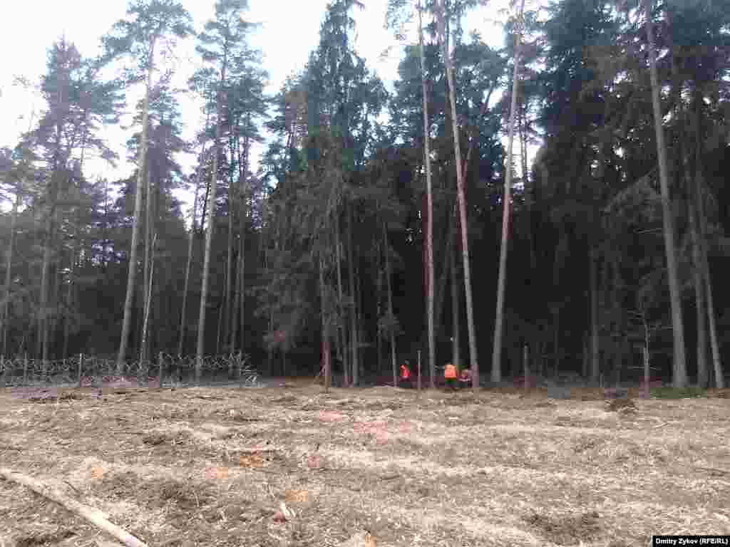  Лес в Жуковском обносят колючей проволокой