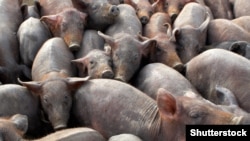 Иллюстрационное фото