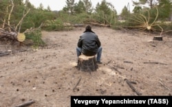 Рубка и вывоз леса в Читинской области