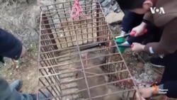 Чин аз тарси вирус бозорҳои фурӯши ҷонваронро баст Чин аз тарси вирус бозорҳои фурӯши ҷонваронро баст