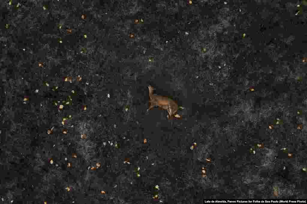 «Палаючий Пантанал». Світлина отримала перший приз в категорії «Історії навколишнього середовища». На світлині зображений мертвий олень, що лежить на пасовищі, яке спустошене лісовою пожежею, від якої не змогли врятуватися навіть найшвидші тварини. 13 серпня 2020 року, в районі заповідника Пантанал, Бразилія   Навколишнє середовище: перша премія, історії – Лало де Алмейда, Panos Pictures для Folha de Sao Paulo