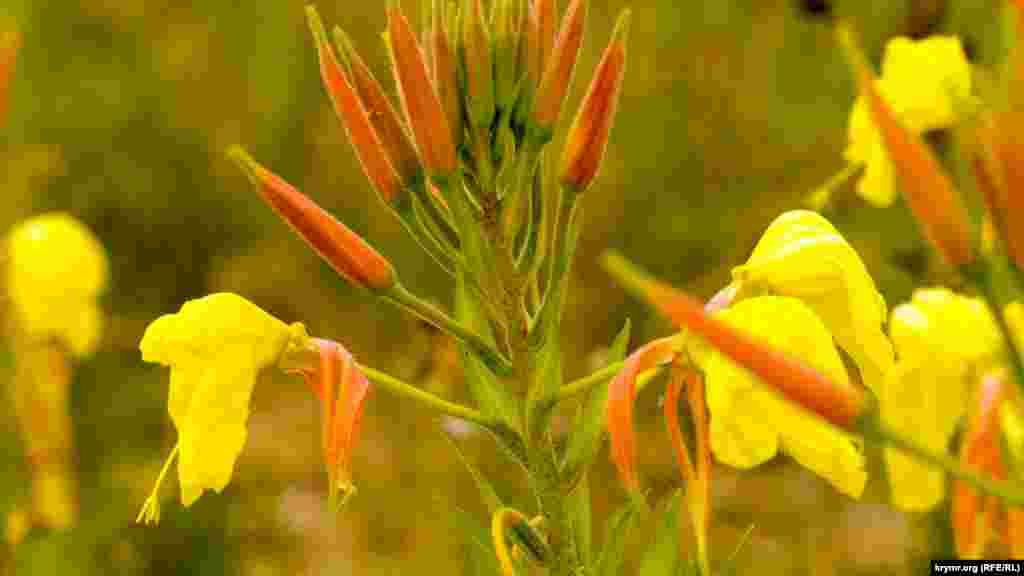 На дне водоема – цветы. До осадков они увядали