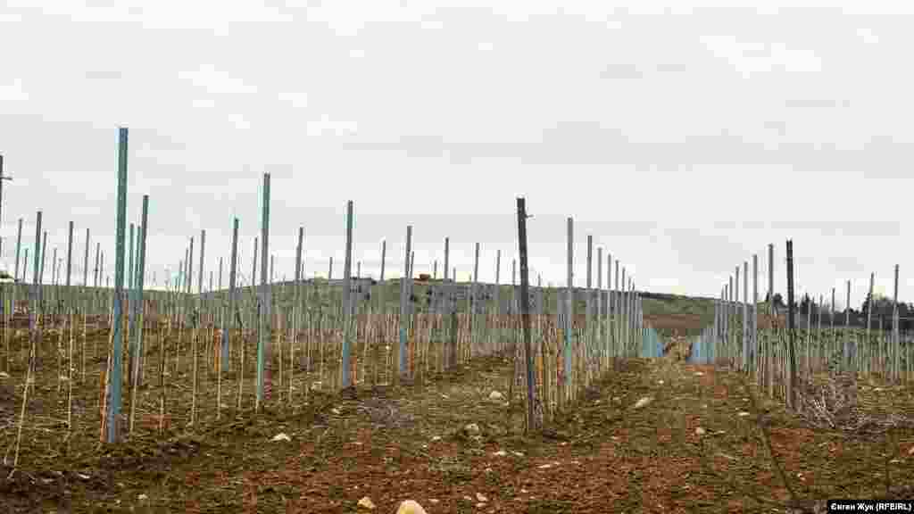 У подножья горы Гасфорта раскинулись молодые виноградники агрофирмы «Золотая Балка»