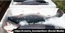 Форель, выращенная в Крыму, 11 мая 2023 года. Фото из Telegram-канала спикера российского парламента Крыма Владимира Константинова