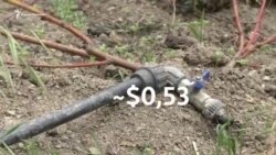Тройные тарифы на воду: урожай крымских жителей под вопросом (видео) Тройные тарифы на воду: урожай крымских жителей под вопросом (видео)