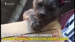 50 рублей за убитую кошку, или Как зооактивисты спасали животных 50 рублей за убитую кошку, или Как зооактивисты спасали животных