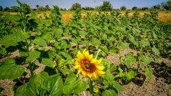 Путин, цены и будущий урожай в Крыму | Крымский вечер Путин, цены и будущий урожай в Крыму | Крымский вечер