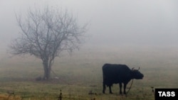 Иллюстративное фото