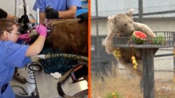 Jermenski medvedi spašeni iz skučenih kaveza dobili novi dom i stomatološku negu Jermenski medvedi spašeni iz skučenih kaveza dobili novi dom i stomatološku negu