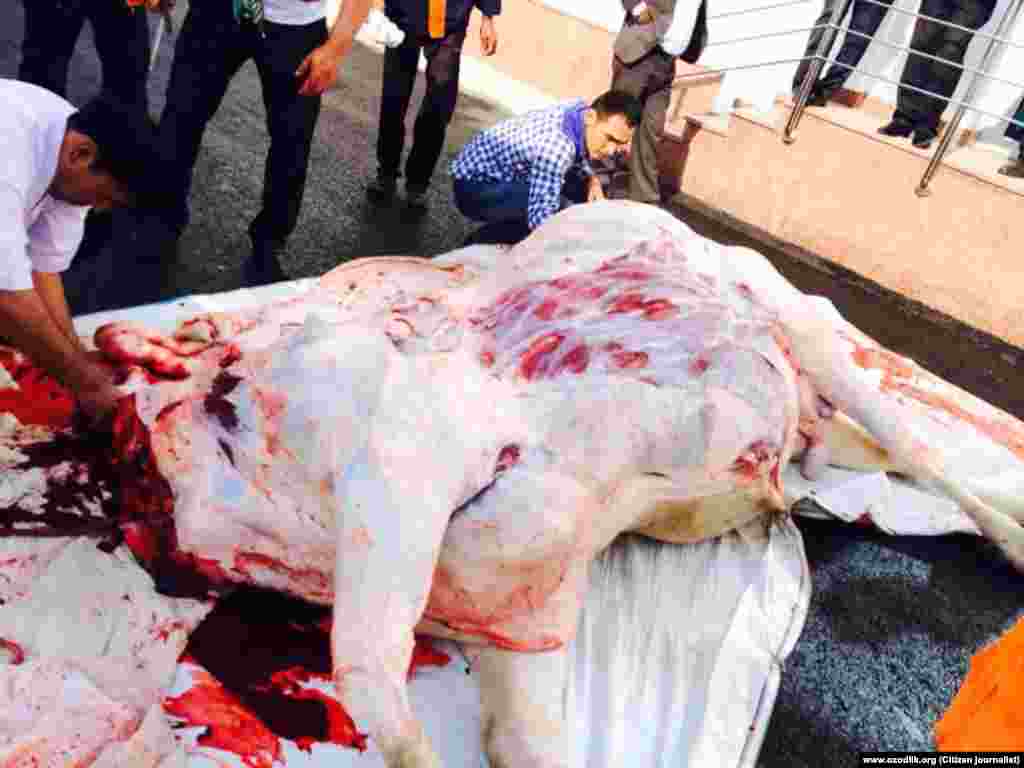 Омодагиҳо ба иди Қурбон дар масҷиди "Минор"