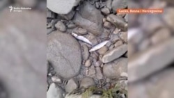 Pomor ribe na rijeci Sutjesci Pomor ribe na rijeci Sutjesci