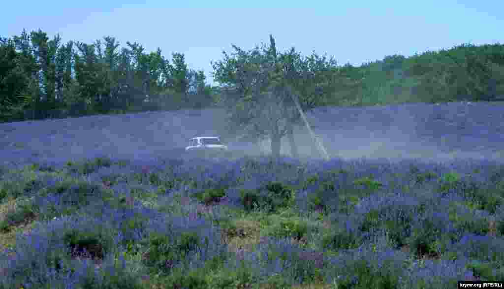 Лавандовое поле на окраине села Верхняя Кутузовка – собственность Алуштинского эфиромасличного совхоза-завода. Само производство размещается в соседнем поселке Розовый 