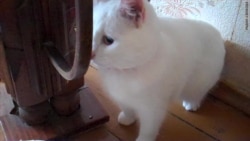 Дрессировщик кошек Дрессировщик кошек