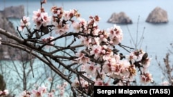 Цветущий миндаль в Гурзуфе, архивное фото