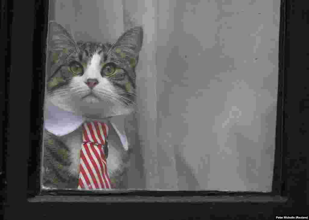 А это – кот Джулиана Ассанжа, основателя Wikileaks. В ноябре этого года его хозяина впервые допрашивали шведские прокуроры по делу об изнасиловании, которое ведут уже шесть лет, хотя формального обвинения ему до сих пор и не предъявили. С 2012 года 45-летний Ассанж находится в посольстве Эквадора. Он опасается, что полиция его арестует и выдаст Швеции, которая, убежден он, в свою очередь экстрадирует его в США. В Америке по делу о публикациях Wikileaks сведений, содержащих гостайну, ему может грозить смертная казнь.