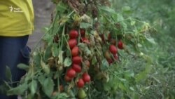 «Помідорний» рекорд України (відео) «Помідорний» рекорд України (відео)