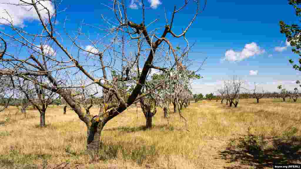 Именно днепровская вода в 1965 году, когда здесь образовали совхоз «Рисовый», кардинально изменила дальнейшую хозяйственную деятельность селян и их жизненный уклад