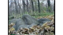 Сталин с нами Сталин с нами