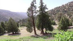 وچکالۍ او ناروغۍ د زیارت ځنګل زیانمن کړی دی وچکالۍ او ناروغۍ د زیارت ځنګل زیانمن کړی دی