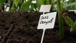 Митці нагадали про в’язнів Кремля: «Саджайте квіти, а не людей!» – відео Митці нагадали про в’язнів Кремля: «Саджайте квіти, а не людей!» – відео