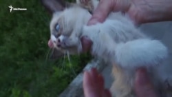 Успели спасти котят Успели спасти котят