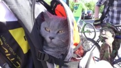 «Ми втомились звертати увагу влади на наші проблеми» – прихильники велоспорту (відео) «Ми втомились звертати увагу влади на наші проблеми» – прихильники велоспорту (відео)