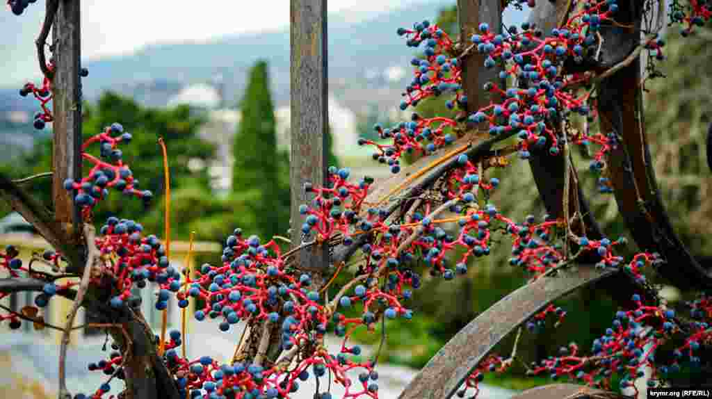 Дикий виноград на заборе санатория «Гурзуфский» 