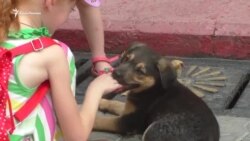 В Керчи избавятся от бродячих собак радикальным способом (видео) В Керчи избавятся от бродячих собак радикальным способом (видео)