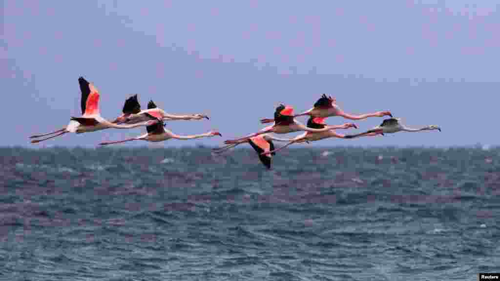 По словам крымского эколога Маргариты Литвиненко, фламинго не задержатся в Крыму, поскольку «там много беспокоящих антропогенных факторов»