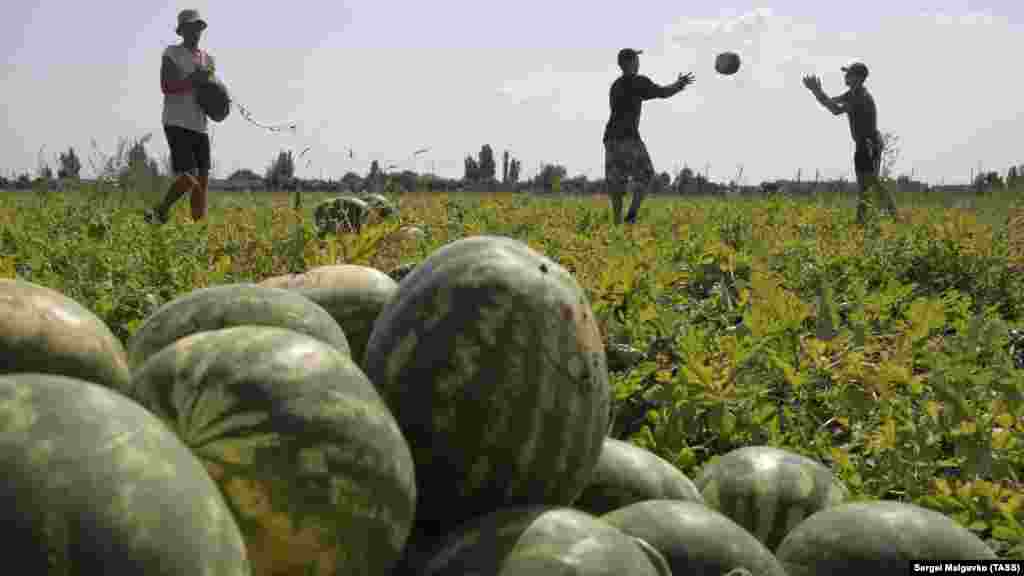 Местные фермеры продают арбузы прямо у дорог, неподалеку от места сбора урожая 