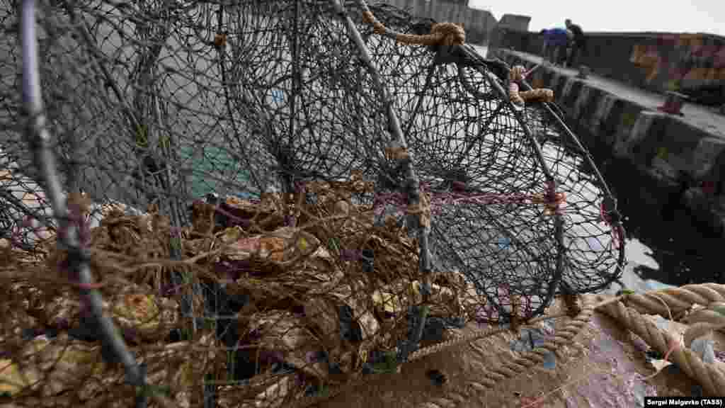 Устриц на ферме вылавливают с помощью ятеря – сетевой корзины с обручами внутри