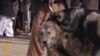 Opponents Look To Put Dogfighting On Tight Leash In Afghanistan