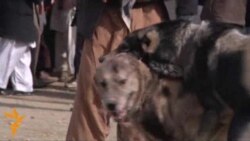 Dogfighting Under Scrutiny In Afghanistan Dogfighting Under Scrutiny In Afghanistan